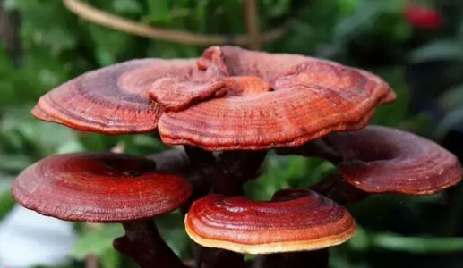 Ăn nấm có thể giúp ngăn ngừa nguy cơ mắc trầm cảm?