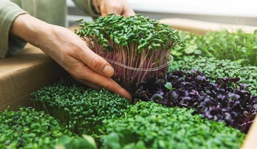 Rau mầm ngũ cốc: Thực phẩm dinh dưỡng cho tương lai