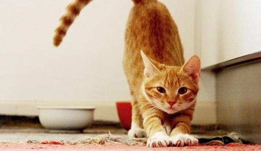 Khi mèo cưng đến tuổi 'hẹn hò' – 'Sen' phải làm sao?