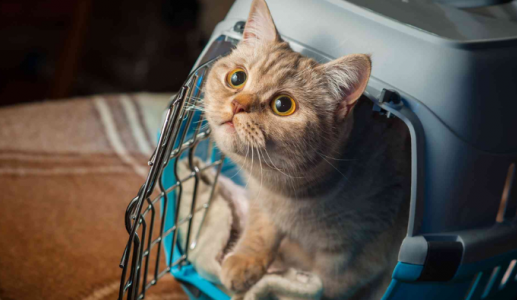 Mèo cưng có thể bị say xe không?