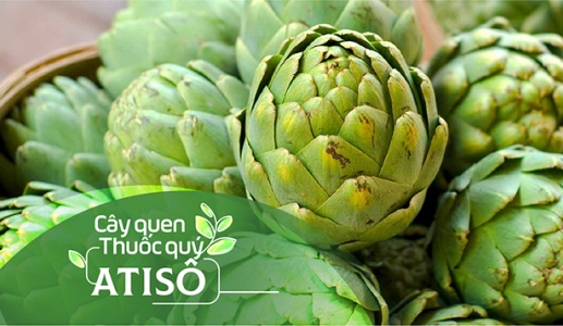 Cây quen, thuốc quý: Atiso!