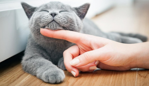 Mèo cưng có thể lây cảm lạnh từ “sen” không?
