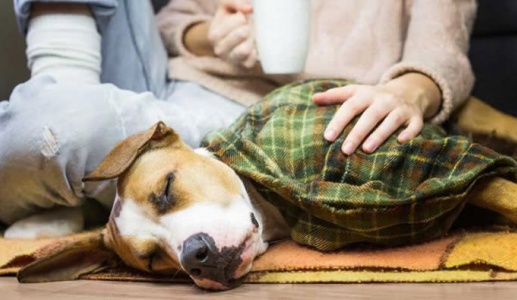 Cún cưng ho nhiều, coi chừng hẹp khí quản!