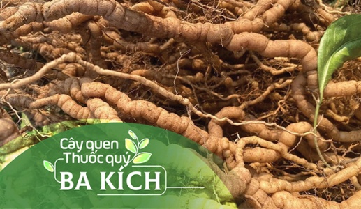 Cây quen, thuốc quý: Ba kích!