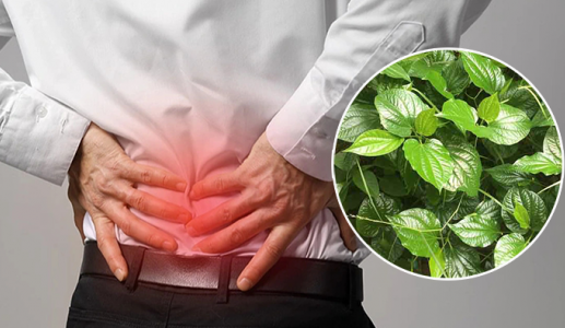 2 cách dùng lá lốt hỗ trợ người thoát vị đĩa đệm 