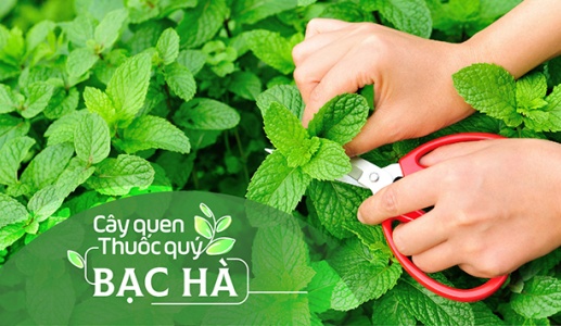 Cây quen, thuốc quý: Bạc hà!