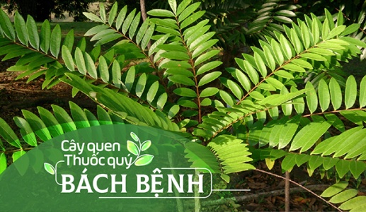 Cây quen, thuốc quý: Bách bệnh!