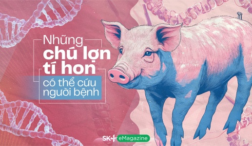 Những chú lợn tí hon có thể cứu người bệnh
