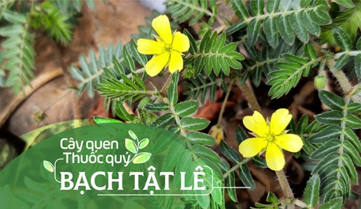 Cây quen, thuốc quý: Bạch tật lê!