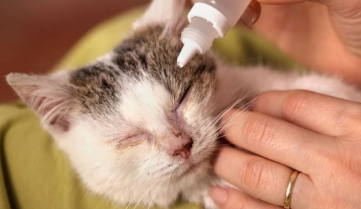 Nhiễm trùng mắt ở mèo: Nhận biết, điều trị và phòng ngừa