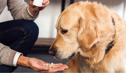 Có nên cho cún cưng uống vitamin và thực phẩm bổ sung?