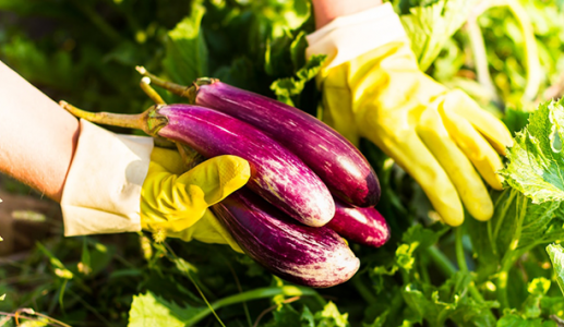 Cà tím: Lợi ích sức khỏe và những lưu ý khi sử dụng