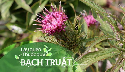 Cây quen, thuốc quý: Bạch truật!