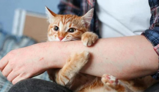 10 bệnh có thể lây từ mèo sang người và cách phòng ngừa hiệu quả