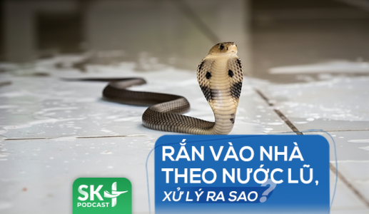 Podcast: Rắn vào nhà theo nước lũ, xử lý ra sao?