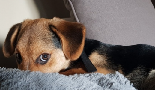 Cún cưng có thể mắc chứng rối loạn căng thẳng sau chấn thương không?