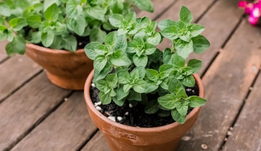 Loại thảo mộc phổ biến giúp làm dịu căng thẳng