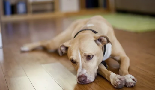 Liệu thú cưng có mắc trầm cảm theo mùa?