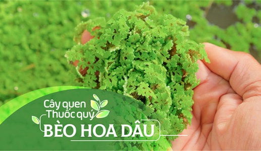 Cây quen, thuốc quý: Bèo hoa dâu