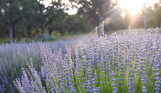 Run tay chân: Các thảo dược tốt cho hệ thần kinh