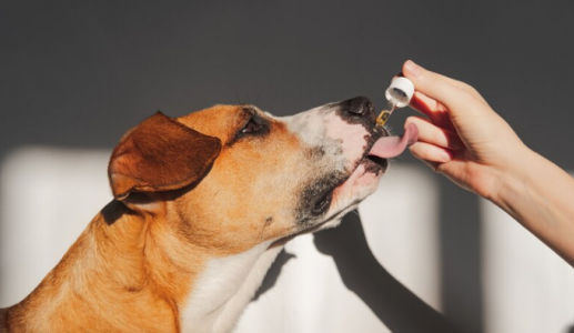 Cún cưng có cần sử dụng thực phẩm bổ sung không?