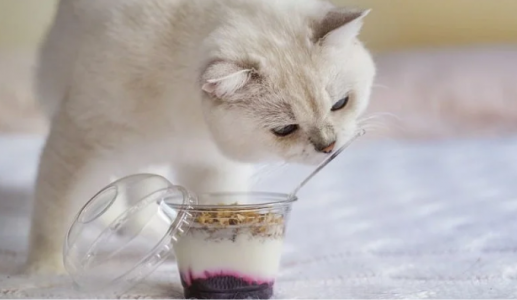 Sữa chua: Món “khoái khẩu” nhưng không dành cho mèo cưng