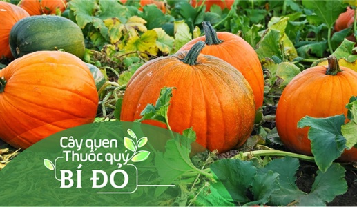 Cây quen, thuốc quý: Bí đỏ