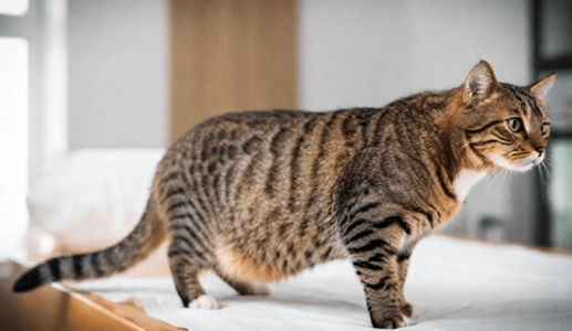 Những dấu hiệu ốm nghén ở mèo cưng