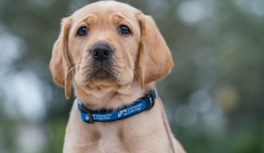 Liệu cún cưng có thể mắc đột quỵ?