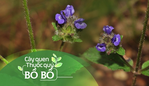 Cây quen, thuốc quý: Bồ bồ