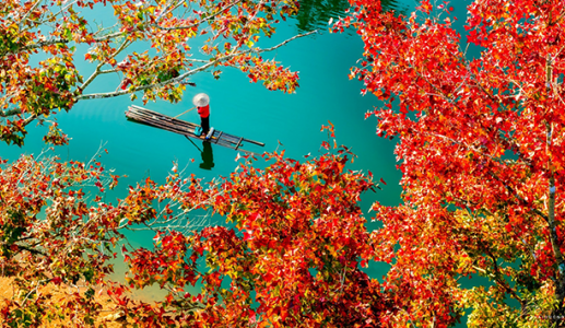 Tới Cao Bằng ngắm “mùa lá đỏ” đẹp nhất năm