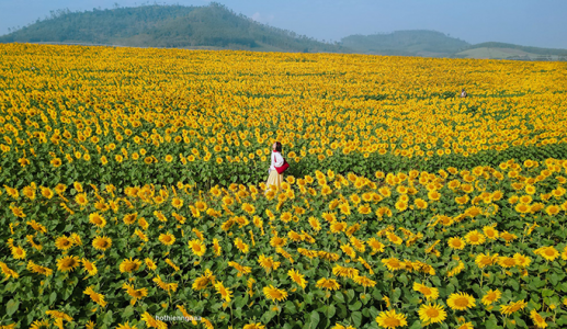 Miền Tây xứ Nghệ rực sắc hoa vàng