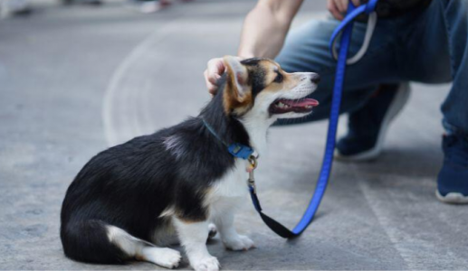 Nên cho cún cưng ăn trước hay đi dạo trước?