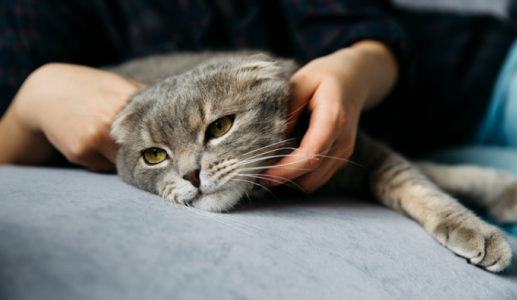 Khi mèo cưng bước vào chặng cuối cuộc đời