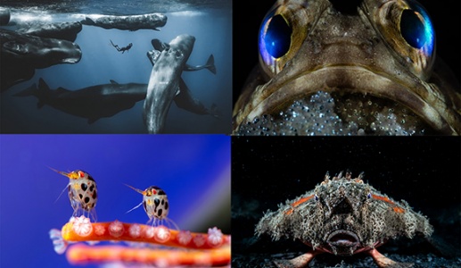 Ngắm ảnh 'đại dương sâu thẳm' đẹp nhất năm 2025