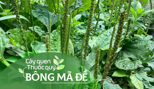 Cây quen, thuốc quý: Bông mã đề