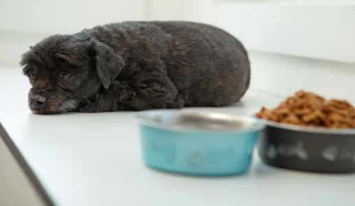 Cún cưng có thể mắc dị ứng thực phẩm không?