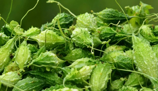 Bạn đã biết cách dùng mướp đắng rừng để kiểm soát bệnh đái tháo đường?