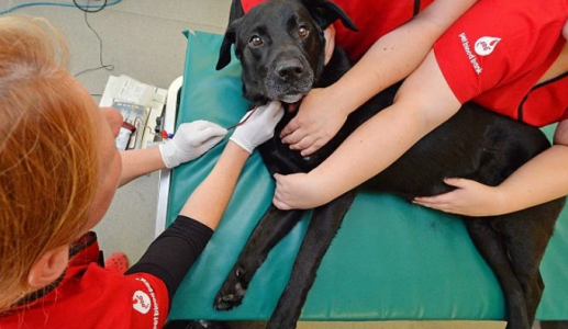 Cún cưng có thể hiến máu không?