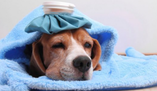 Dấu hiệu cảnh báo bệnh cúm ở cún cưng 
