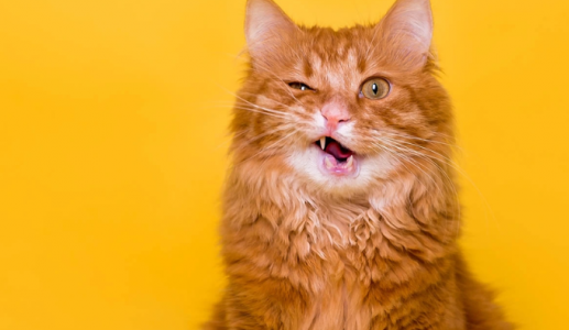 Mèo cưng sốt, vàng da coi chừng nhiễm trùng túi mật!