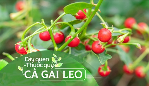 Cây quen, thuốc quý: Cà gai leo