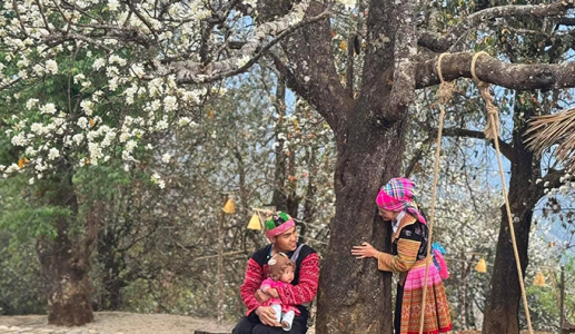 Infographic: Ngọc Chiến - Nậm Nghẹp mùa hoa sơn tra!