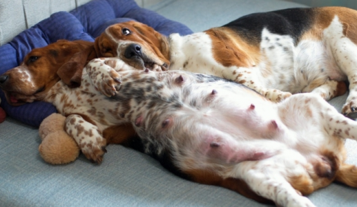 Hiện tượng mang thai giả ở cún cưng