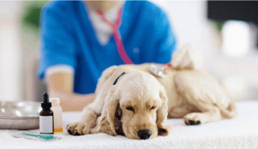 Tầm quan trọng của việc tẩy giun định kỳ cho cún cưng