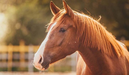 Ngựa - kho thuốc quý cần được khai thác đúng cách