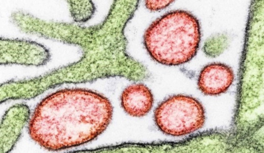 Nhật Bản: Chuẩn bị thử nghiệm lâm sàng vaccine ngừa virus Nipah