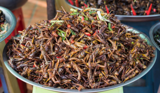 Lợi ích dinh dưỡng của các món ăn từ côn trùng