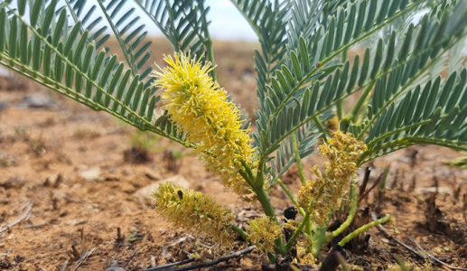 Cây thuốc bản địa Nam Phi: Vai trò với sức khỏe nam giới