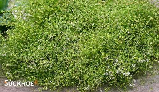 Mùi già - hương Tết cuối năm!